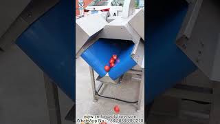 Cabbage Pumpkin Cantaloupe Tomato Fruit Vegetable Half Splitting Cutting Machine Test