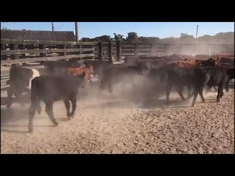 LOTE E03 - 32 TERNEIROS INTEIROS PESO MÉDIO 169 KG - CABANHA DOS TAPES