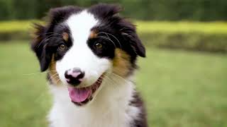 Cute Australian Shepherds - Aussie Rescue of MN Loop