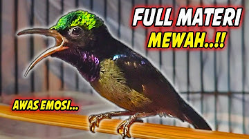 MASTERAN KOLIBRI NINJA GACOR FULL ISIAN TONJOLAN MEWAH !! PANCINGAN KONIN FULL TEMBAKAN SULTAN
