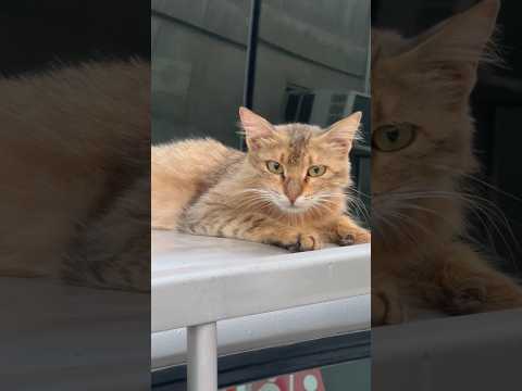 قطة جميلة فوق السيارة يعني استعدوا للصيف 