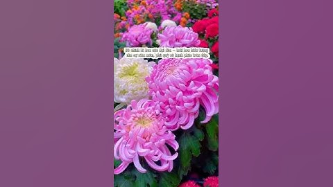 Cúc đại đóa – trồng Tết vừa đẹp vừa mang lộc vào nhà! #tronghoa #hoatet #CucDaiDoa