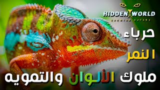 أجمل حرباء علي الأرض | لوحة طبيعية حية | جمال ألوان حرباء النمر  | panther chameleon | العالم الخفي