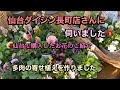 【仙台のダイシン長町店に伺いました。】購入苗のご紹介【多肉の寄せ植え】