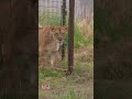 Captive lions released in sanctuary for the first time #shorts