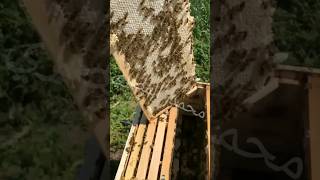 فحص خلايا النحل في موسم العسل