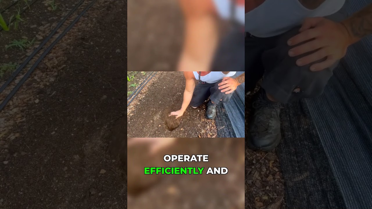 От рукколы до салата: наш процесс подготовки грядок!