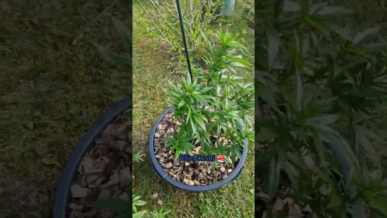 Selfmade Bukashi Update‼️‼️‼️