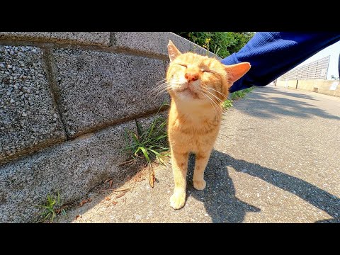 ホントに野良猫かよ?!っていうくらい懐きすぎな猫がカワイイ