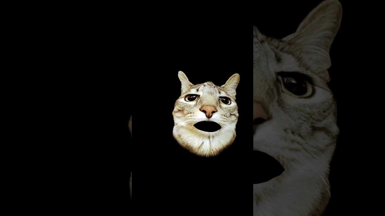 Funky cat🤣😂😂