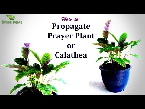 Video: Làm Thế Nào để Cấy Ghép Calathea