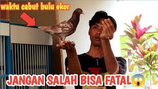 WAKTU YANG TEPAT CABUT BULU EKOR MERPATI PLAYER