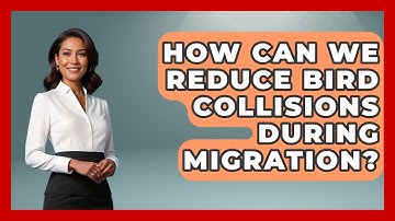 How Can We Reduce Bird Collisions During Migration? - Bird Watching Diaries