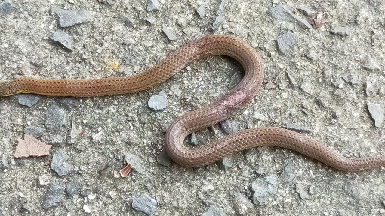 SNAKE TRYING TO SURVIVE - YouTube