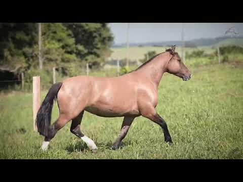 LOTE 02 - GP AMAZÔNIA