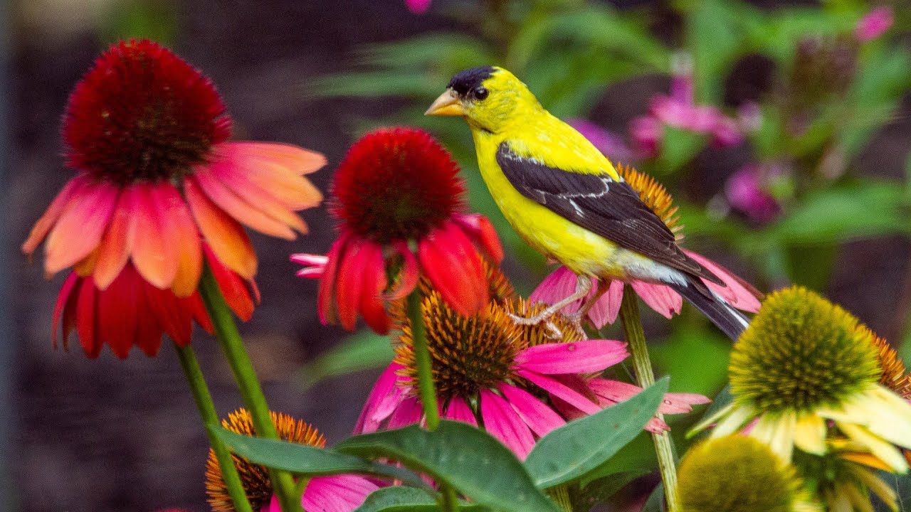 Planting Cheyenne Spirit Coneflowers + Seed Giveaway YouTube