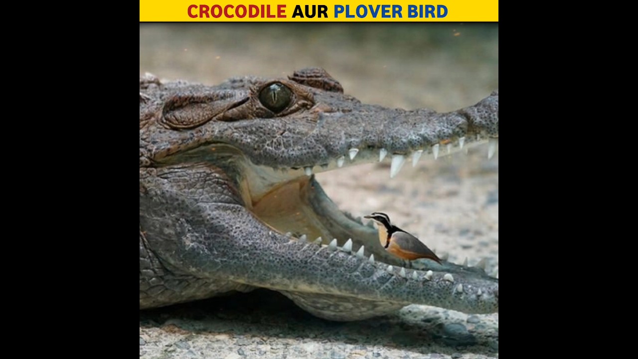 Crocodile & Plover Bird || Factz Totablig 
