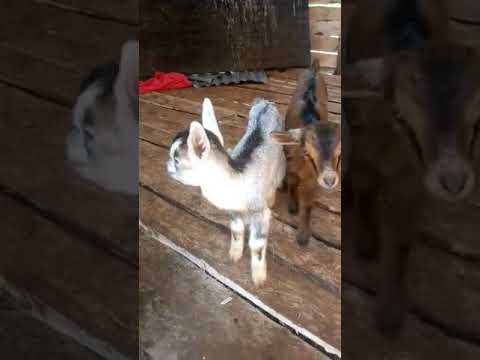 Mama Goat n 2 Baby Girls Moi's Bridge Kenya