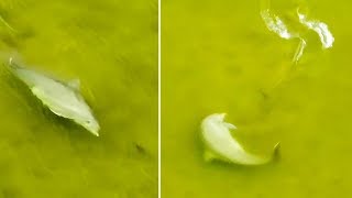 Ozzy Man Reviews: Dolphin vs Fish Ozzy Man Reviews: Dolphin vs Fish