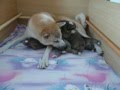 Akita Inu, Welpen, Puppies,Tag 21