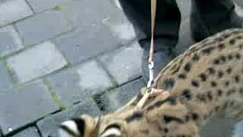 Watch the video about Serval Cats On A Walk, Mogo Zoo NSW Australia