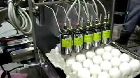 Maplejet proDigit Eggsprint wmv