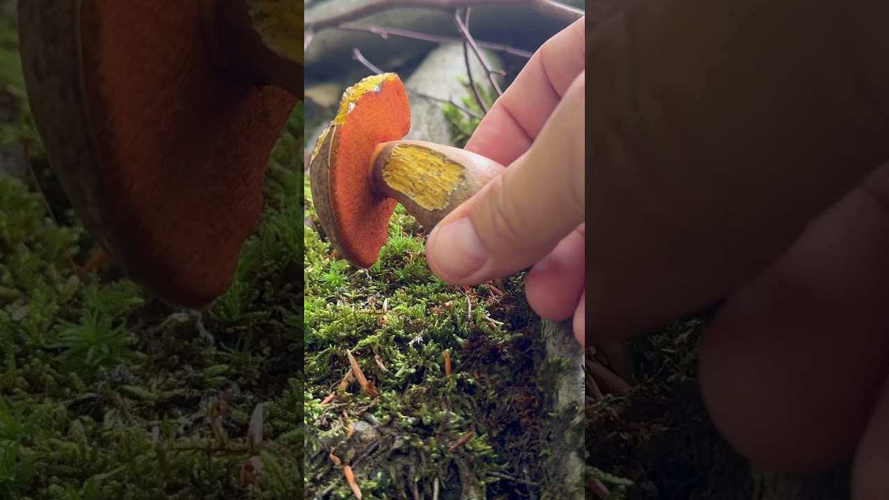 Flockenstieliger Hexenröhrling 🍴 [Neoboletus Erythropus] #pilze #fungi #porcini #wald #natur