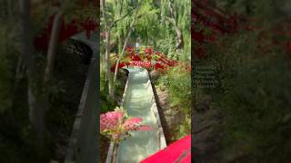 Aaaaaaaaa luvv this #chessington #summer #holiday #themepark #preppy #vlog #grwm #smallcreator #like