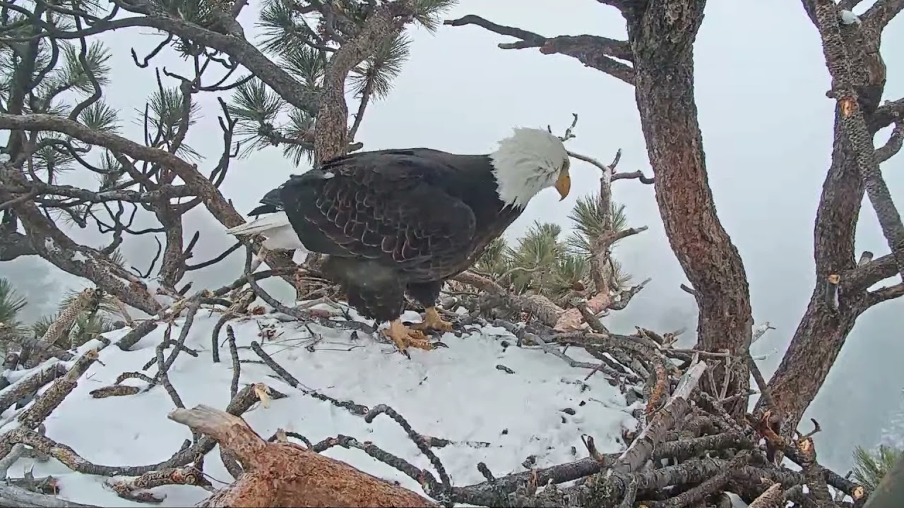 Jackie Big Bear Bald Eagle Live Nest Cam YouTube