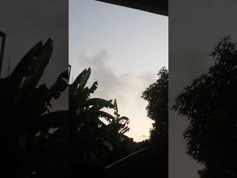 Suara merdu kelihatan burung ababil