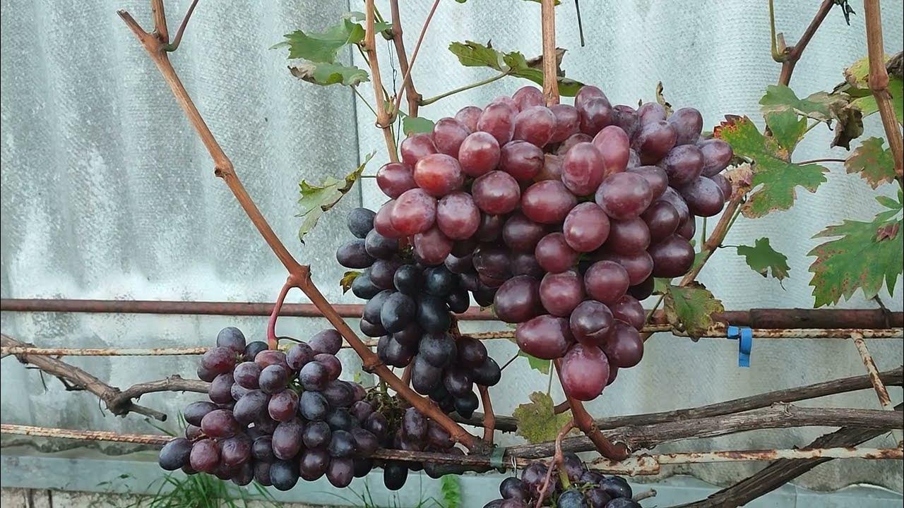 Виноград находка калугина фото