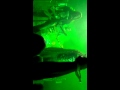 Shadows fall-Still I Rise live in Denver