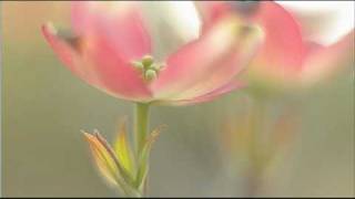 Antonio Vivaldi: Concerto for 2 horns, strings & b.c. in F major (RV 539)