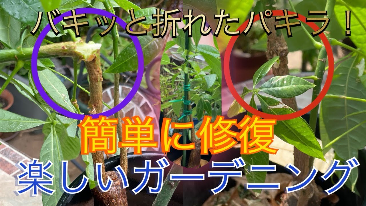 パキッと折れたパキラ！簡単に修復 楽しいガーデニング#折れた枝の修復