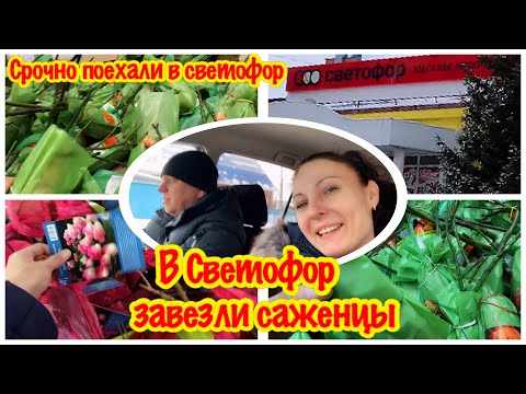 НОВЫЙ ПРИВОЗ В МАГАЗИН СВЕТОФОР /СРОЧНО ПОЕХАЛИ В СВЕТОФОР/БОЛЬШОЙ ВЫБОР САЖЕНЦЕВ В СВЕТОФОРЕ/
