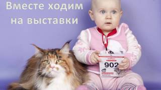 Всемирная выставка кошек, Омск 15-16 апреля 2017 Всемирная выставка кошек, Омск 15-16 апреля 2017
