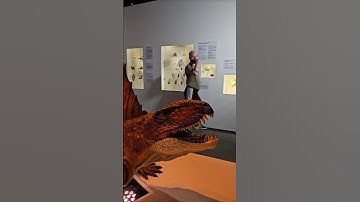 Dimetrodon is NOT a dinosaur!!! #dinosaur #dimetrodon #facts #dunk #actually #fossil