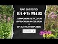 Plant identifications how to tell joepye weeds apart
