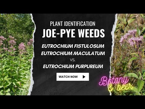 Video: Telling Joe Pye Weeds apart – Differens Between Eupatorium Plants