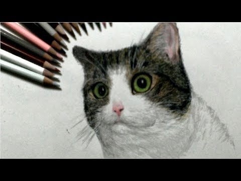 色鉛筆でネコを描いてみた え 呼んだ 編 How To Draw A Cat Youtube