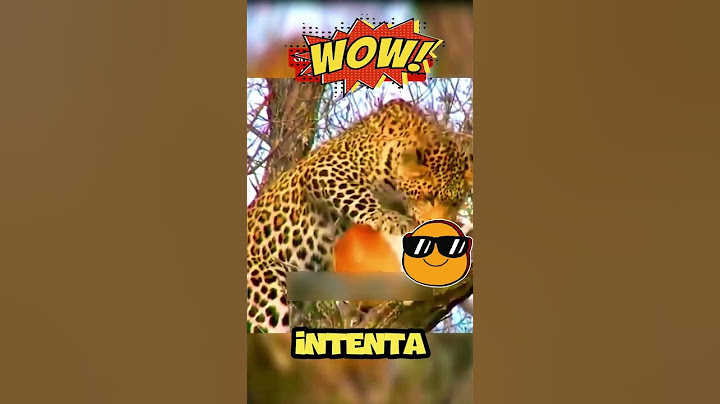 Perro evitó ser cena de leopardo fingiendo estar muerto