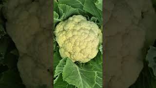 Coliflor En El Patio Trasero