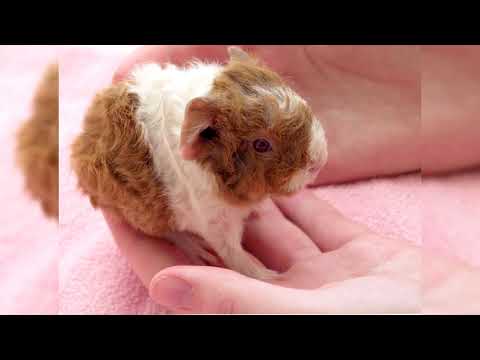 Teddy Guinea Pig. Pros and Cons, Price, How to choose, Facts, Care, History