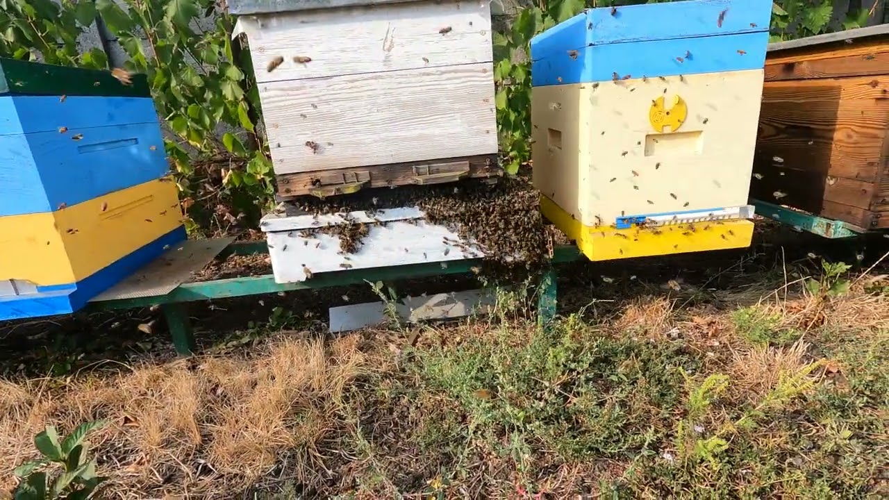 Зліт бджіл у вересні.