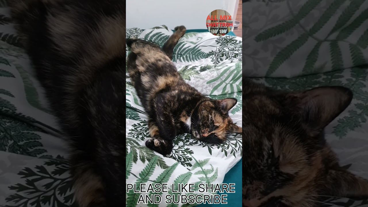 Tortoiseshell Relaxing 