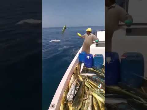 صيادة سمكة الصعوبان في بحر العرب