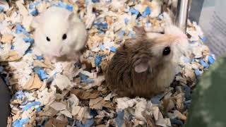 Thirsty hamsters