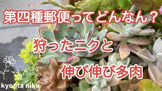 【多肉植物】第四種郵便ってどんな感じで届くのかな？届いた多肉ちゃん紹介します。実家の伸び伸び寄せ植えも