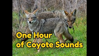 One (1) Hour of Coyote Sounds   Coyotes at night, howling, yipping and more...