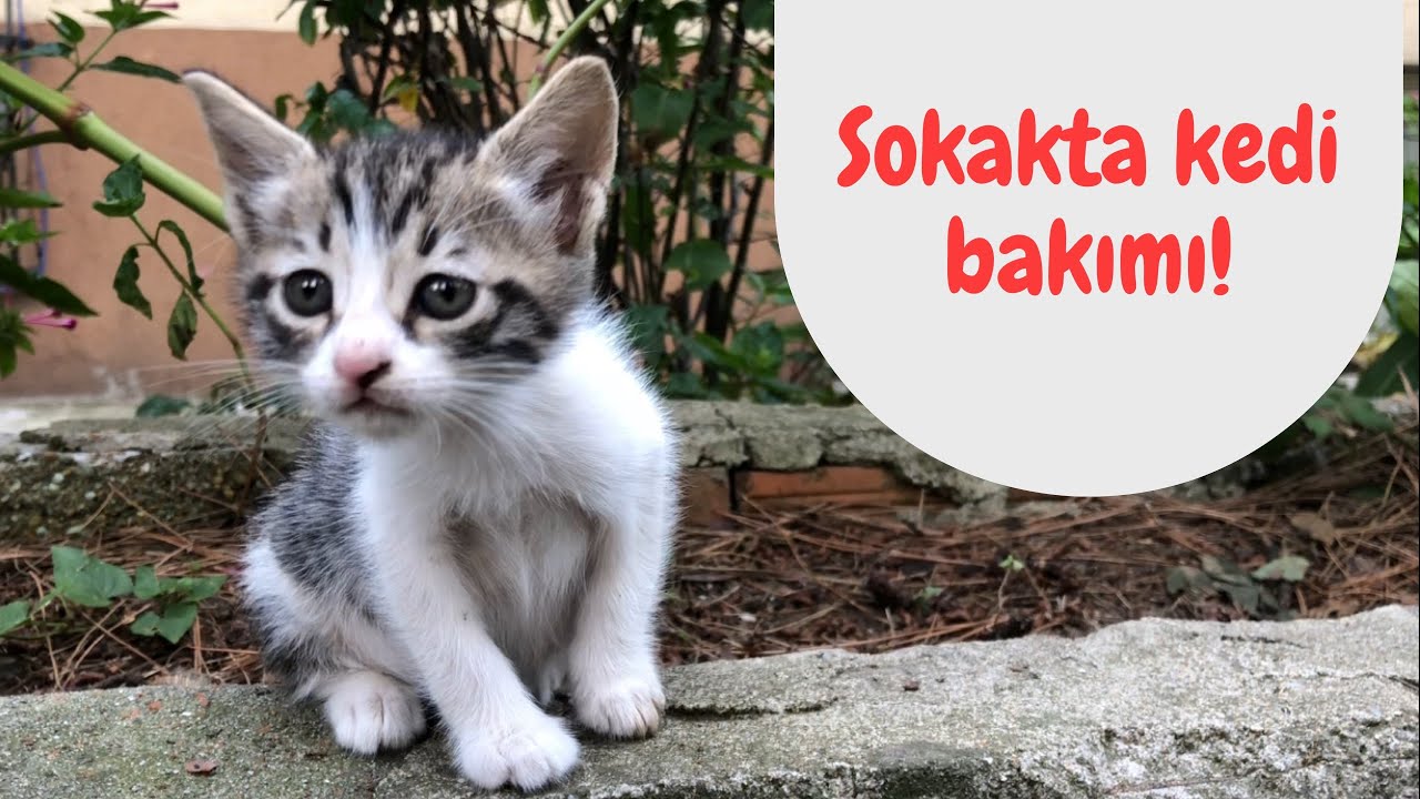 Sokakta Kedi Bakimi Sokakta Yasayan Kedileri Besleme Ipuclari Youtube